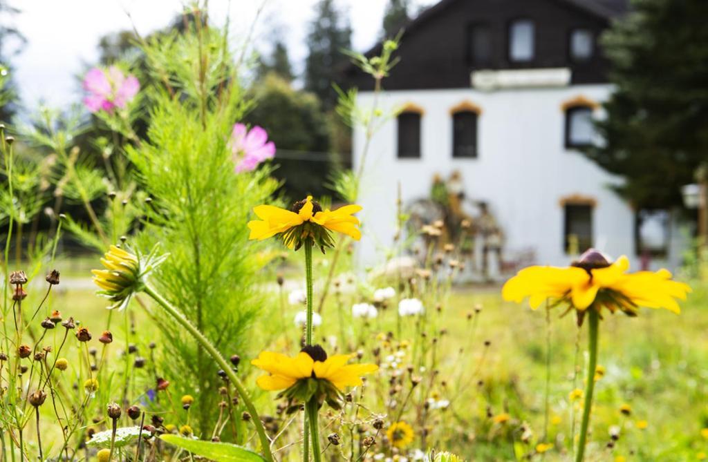 Pension Haus Fuerstenberg Beierfeld Eksteriør billede
